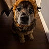 Tobey is registered to the contest to win money with this photo: dog, puppy, lion_costume, costume, pet, animal, brown_fur, fluffy, close_up, portrait, staring, black_nose, eyes, ears, indoor, hallway, wood_floor, home, cute, funny