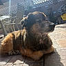 dog, large_dog, fluffy, brown_fur, black_fur, lying_down, outdoor, patio, sunlight, shadows, garden, fence, lattice, plastic_chair, terrace, paved_ground, portrait, close_up, relaxed, pet