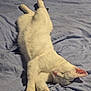 cat, white_cat, sleeping, relaxed, bed, blanket, indoor, pet, fur, paw, animal, cute, cozy, resting, soft_light, comfort, texture, peaceful, domestic_cat, feline