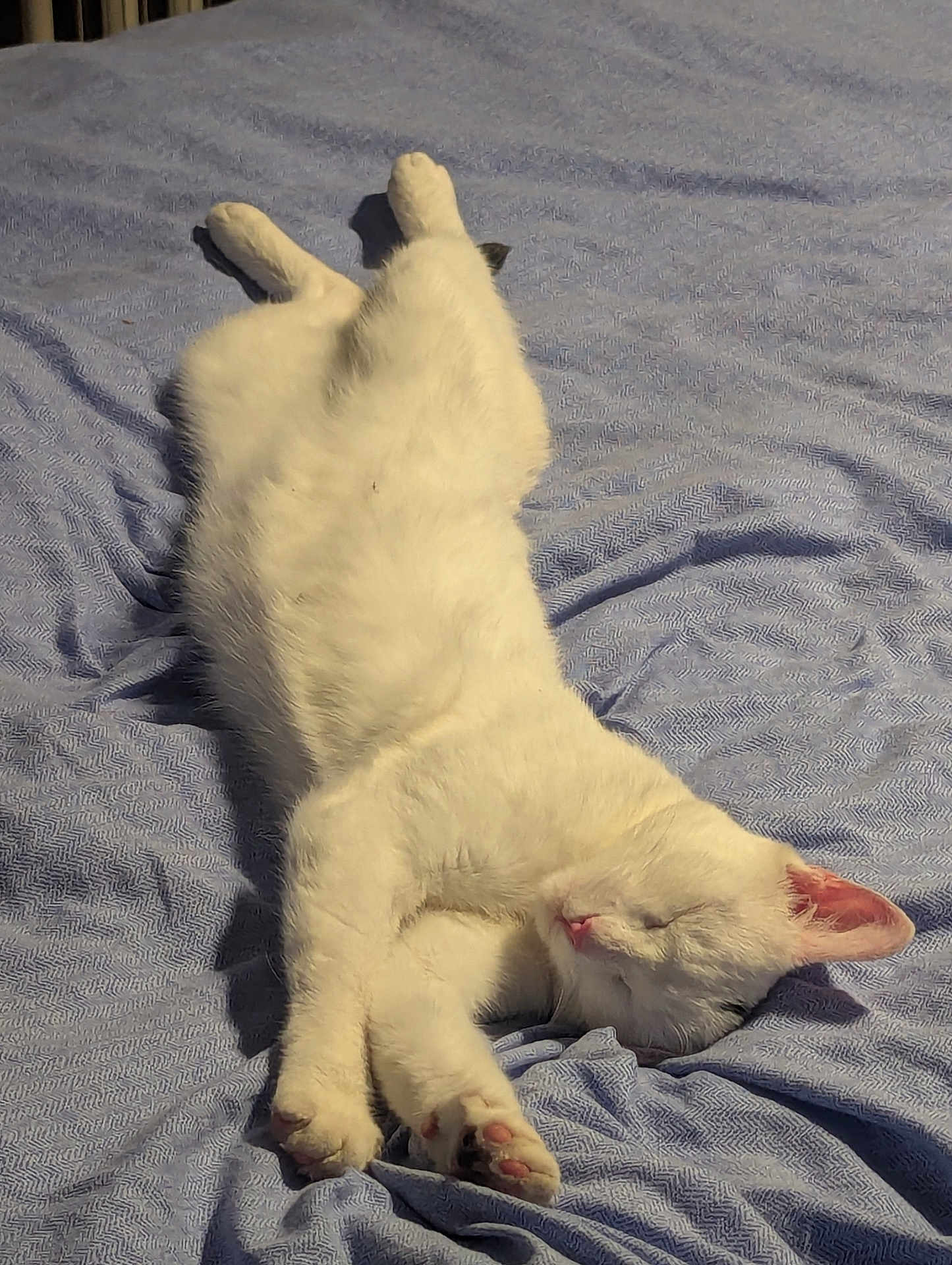 Avril Hoëppe participe au concours pour gagner de l'argent avec cette photo : cat, white_cat, sleeping, relaxed, bed, blanket, indoor, pet, fur, paw, animal, cute, cozy, resting, soft_light, comfort, texture, peaceful, domestic_cat, feline