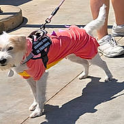Daisy joined the competition — help win amazing prizes! dog, service_dog, dog_clothing, leash, sidewalk, shadow, person, sneakers, outdoor, sunny, pet, training, small_dog, white_dog, concrete, canine, walking, animal, casual, daylight