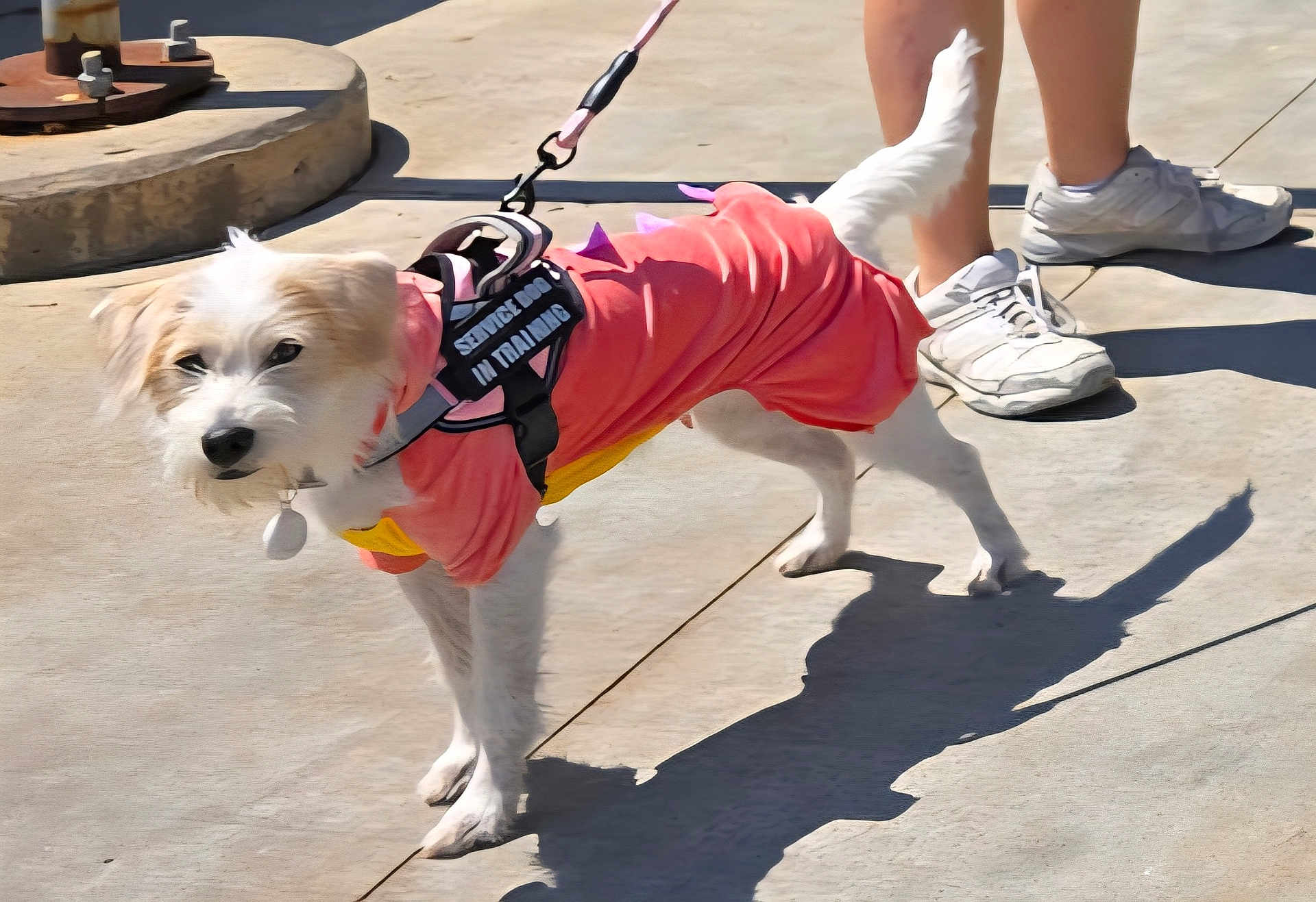Daisy joined the competition — help win amazing prizes! dog, service_dog, dog_clothing, leash, sidewalk, shadow, person, sneakers, outdoor, sunny, pet, training, small_dog, white_dog, concrete, canine, walking, animal, casual, daylight