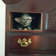 Scrabble is registered to the contest to win money with this photo: cat, furniture, wood, drawer, brass_handle, curious, pet, indoor, cubbyhole, brown, tabby_cat, whiskers, face, animal, home, cabinet, shelter, peek, feline, blurred