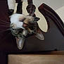 Scrabble joined the competition — help win amazing prizes! cat, upside_down, wooden_headboard, curious, indoor, pet, feline, whiskers, ears, face, paw, closeup, blur, brown, black, white, striped, home, furniture, playful