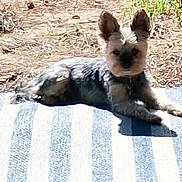 Perle a rejoint le concours — aidez-le/la à gagner de superbes lots ! puppy, dog, small_dog, pet, animal, sitting, blanket, striped_blanket, outdoor, garden, grass, portrait, fluffy, brown, black, ears, paws, looking_at_camera, cute, painterly