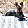 puppy, dog, small_dog, pet, animal, sitting, blanket, striped_blanket, outdoor, garden, grass, portrait, fluffy, brown, black, ears, paws, looking_at_camera, cute, painterly