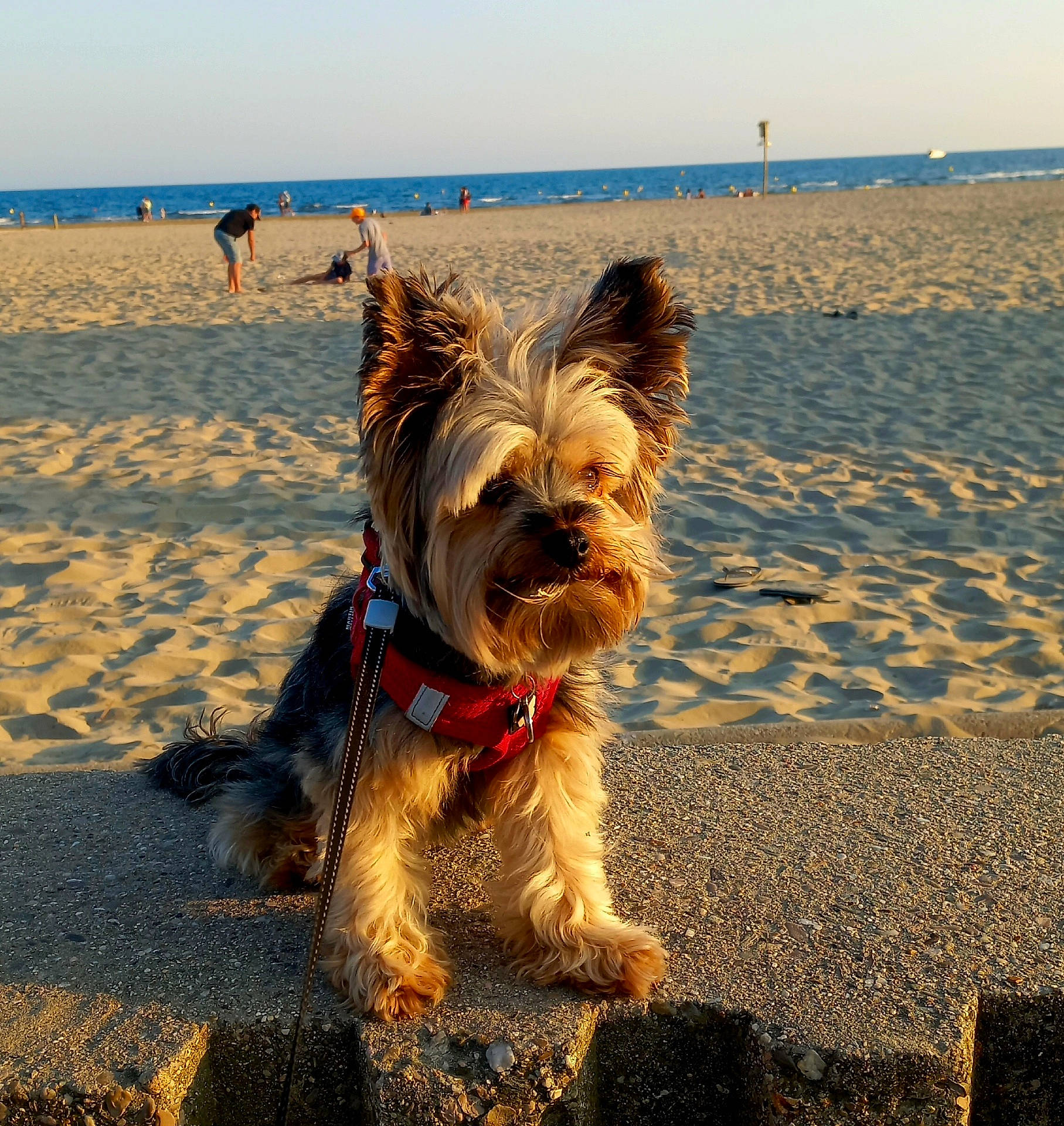 Perle a rejoint le concours — aidez-le/la à gagner de superbes lots ! animal, beach, daytime, dog, harness, leash, nature, ocean, outdoor, people, pet, relaxation, sand, sea, shore, small_dog, summer, sunlight, vacation, water