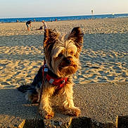 Perle a rejoint le concours — aidez-le/la à gagner de superbes lots ! animal, beach, daytime, dog, harness, leash, nature, ocean, outdoor, people, pet, relaxation, sand, sea, shore, small_dog, summer, sunlight, vacation, water