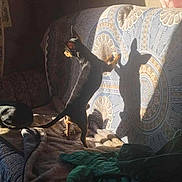 Ulk participe au concours pour gagner de l'argent avec cette photo : dog, shadow, couch, blanket, sunlight, indoor, pet, furniture, pattern, cozy, curious, small_dog, standing, playful, domestic, animal, rest, home, warm_light, relax