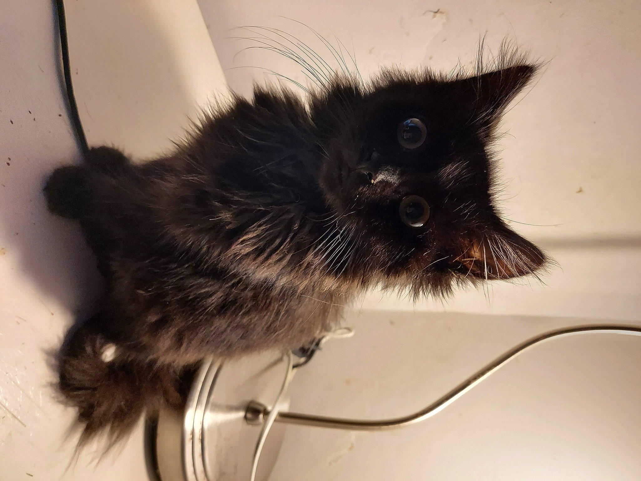 Thao participe au concours pour gagner de l'argent avec cette photo : black_cat, carnivore, cat, claw, fashion_accessory, felidae, fur, metal, monochrome, small_to_medium_sized_cats, snout, tail, tints_and_shades, whiskers