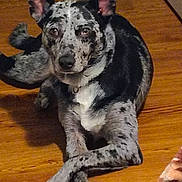 Zero joined the competition — help win amazing prizes! dog, animal, pet, indoor, wooden_floor, crossed_paws, black_and_white, speckled_coat, ears_up, alert, looking_at_camera, sitting, cute, domestic, companion, furry, relaxed, house, floor, paw