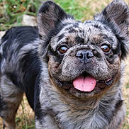 Gizmo joined the competition — help win amazing prizes! dog, french_bulldog, brindle, tongue_out, pet, canine, outdoor, grass, stone, ears, face, eyes, happy, animal, mammal, portrait, nature, closeup, friendly, companion