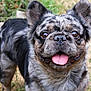 dog, french_bulldog, brindle, tongue_out, pet, canine, outdoor, grass, stone, ears, face, eyes, happy, animal, mammal, portrait, nature, closeup, friendly, companion