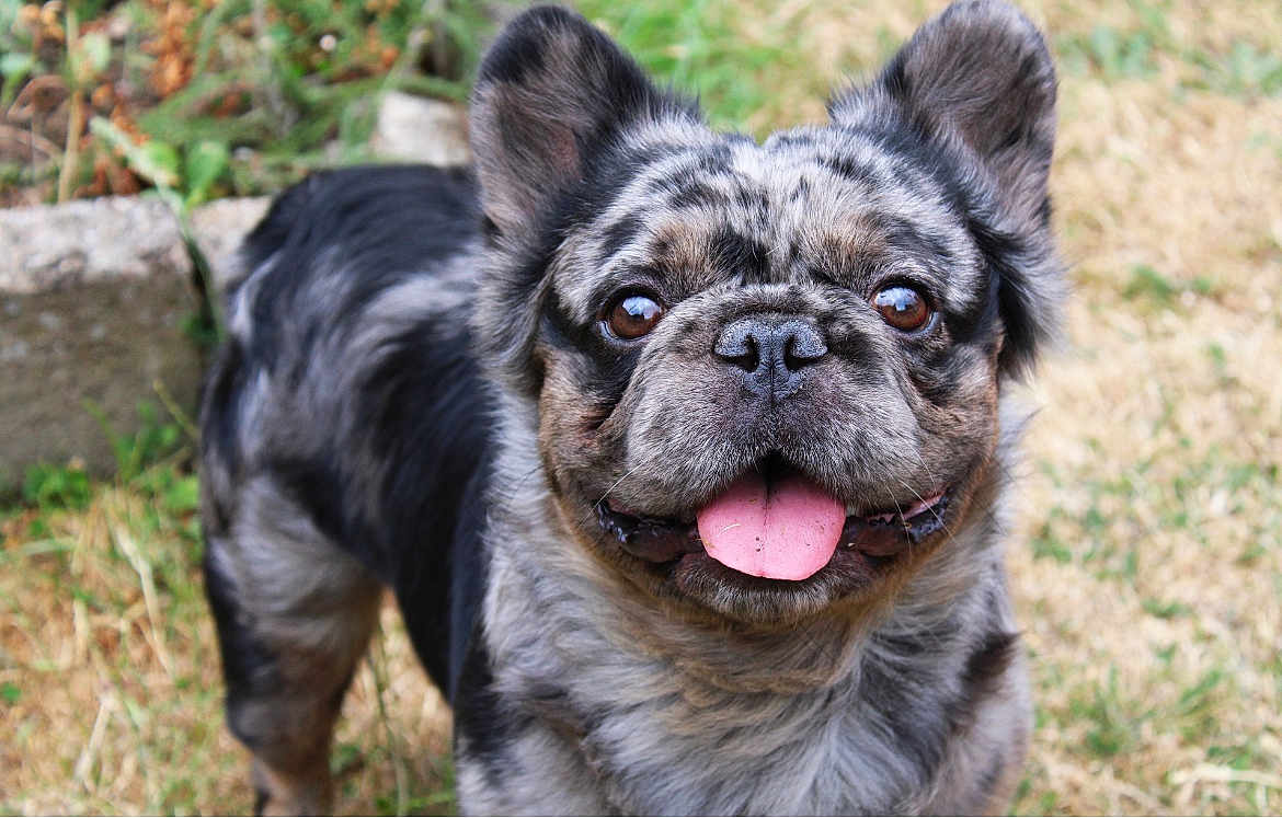 Gizmo