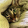 Saber joined the competition — help win amazing prizes! cat, tabby, closeup, blanket, cozy, fur, whiskers, sleepy, pet, animal, cute, soft, indoor, relaxed, face, eye, warm, comfort, nap, feline