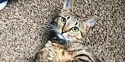 Saber joined the competition — help win amazing prizes! cat, tabby, carpet, indoor, pet, feline, striped, whiskers, green_eyes, curious, paw, collar, cute, animal, domestic, fur, relaxed, laying, closeup, pet_accessory