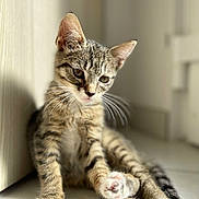 Pupuzle a rejoint le concours — aidez-le/la à gagner de superbes lots ! abyssinian, animal, cat, egyptiancat, kitten, manx, ocelot, pet