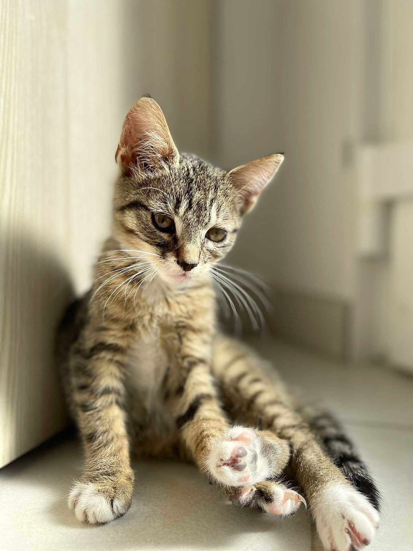 Pupuzle a rejoint le concours — aidez-le/la à gagner de superbes lots ! abyssinian, animal, cat, egyptiancat, kitten, manx, ocelot, pet