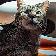 Dante participe au concours pour gagner de l'argent avec cette photo : cat, tabby, one-eyed, whiskers, fur, pet, animal, indoor, carpet, sunlight, portrait, close-up, mammal, cute, relaxed, feline, domestic, resting, curious, household