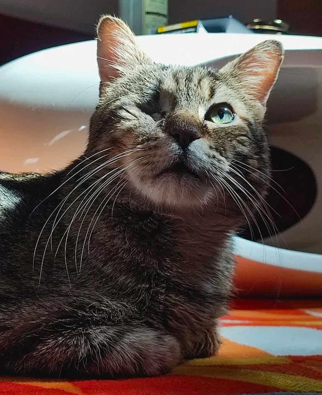 Dante participe au concours pour gagner de l'argent avec cette photo : cat, tabby, one-eyed, whiskers, fur, pet, animal, indoor, carpet, sunlight, portrait, close-up, mammal, cute, relaxed, feline, domestic, resting, curious, household