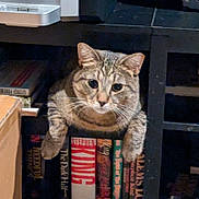 Nuggy is registered to the contest to win money with this photo: animal, books, bookshelf, brown, cat, closeup, curious, cute, domestic_animal, feline, furniture, indoor, mammal, paws, pets, portrait, resting, shelf, tabby, whiskers