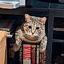 animal, books, bookshelf, brown, cat, closeup, curious, cute, domestic_animal, feline, furniture, indoor, mammal, paws, pets, portrait, resting, shelf, tabby, whiskers
