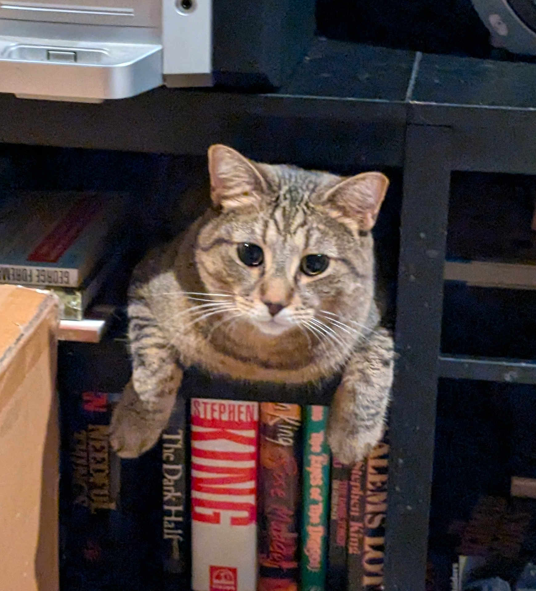 Nuggy is registered to the contest to win money with this photo: animal, books, bookshelf, brown, cat, closeup, curious, cute, domestic_animal, feline, furniture, indoor, mammal, paws, pets, portrait, resting, shelf, tabby, whiskers