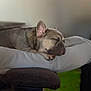 Rolo is registered to the contest to win money with this photo: dog, french_bulldog, puppy, sleeping, resting, cushion, chair, indoor, pet, animal, closeup, relaxation, cute, fur, ears, snout, napping, domestic, cozy, calm