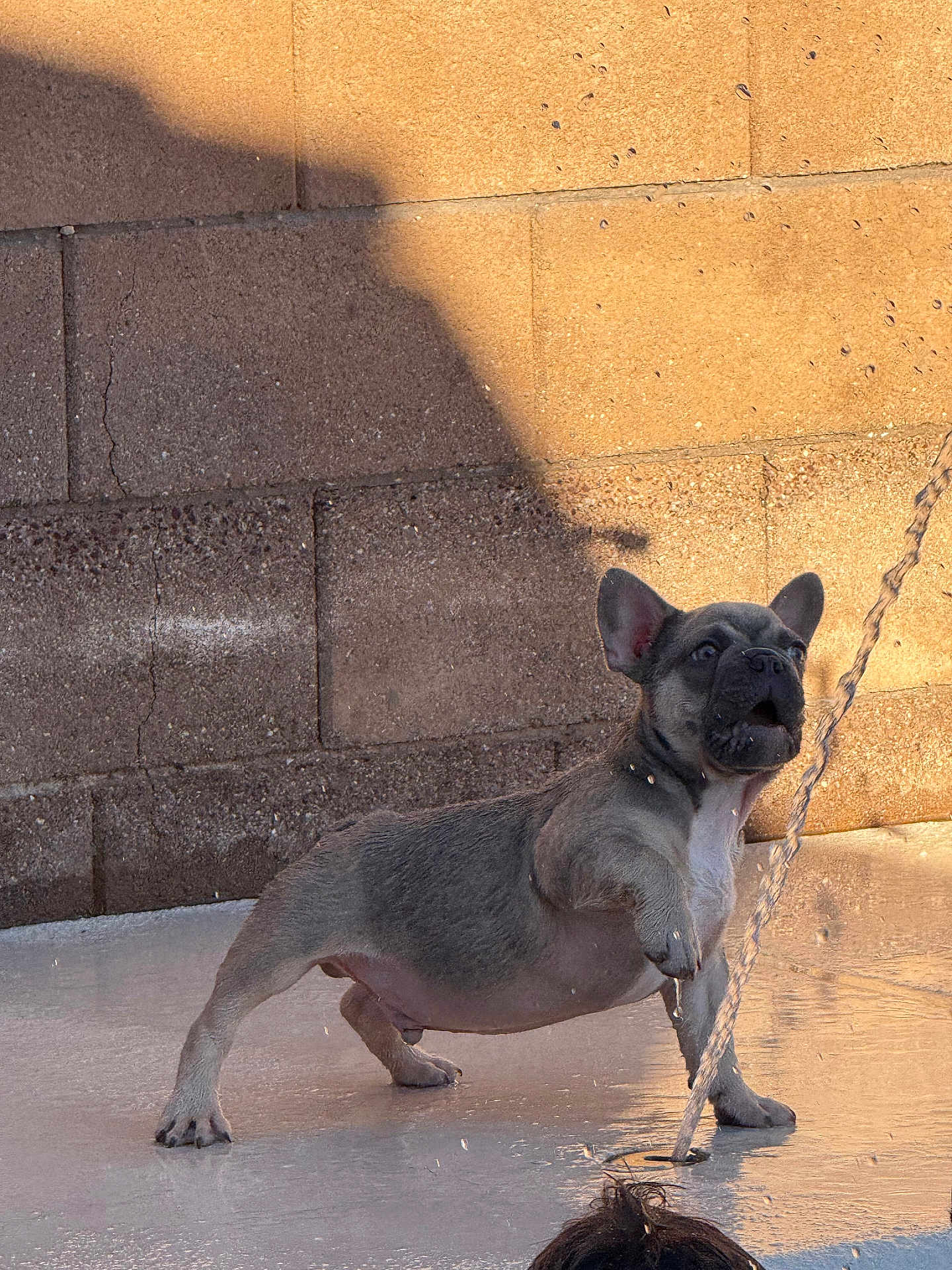 Rolo is registered to the contest to win money with this photo: dog, french_bulldog, puppy, water, playful, wet_surface, brick_wall, shadow, outdoor, sunlight, pet, animal, mouth_open, ears_up, water_stream, drip, fun, active, young, cute