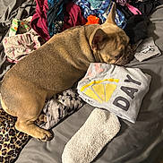 Rolo joined the competition — help win amazing prizes! dog, french_bulldog, bed, clothes, socks, pile, sleeping, pet, indoor, cozy, textile, fabric, resting, animal, tan, cute, casual, messy, soft, relaxed