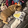 dog, french_bulldog, bed, clothes, socks, pile, sleeping, pet, indoor, cozy, textile, fabric, resting, animal, tan, cute, casual, messy, soft, relaxed