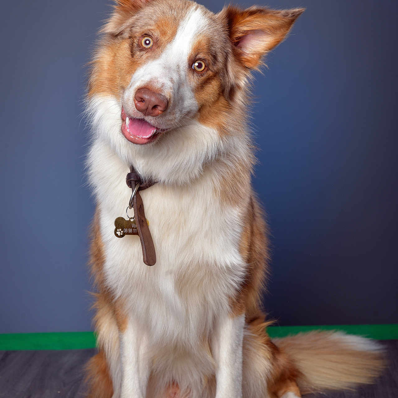 Volt participe au concours pour gagner de l'argent avec cette photo : accessories, animal, bodypart, canine, collie, dog, eskimodog, germanshepherd, hardwood, husky, leash, mouth, person, pet, puppy, snout, strap, terrier, tongue, wood