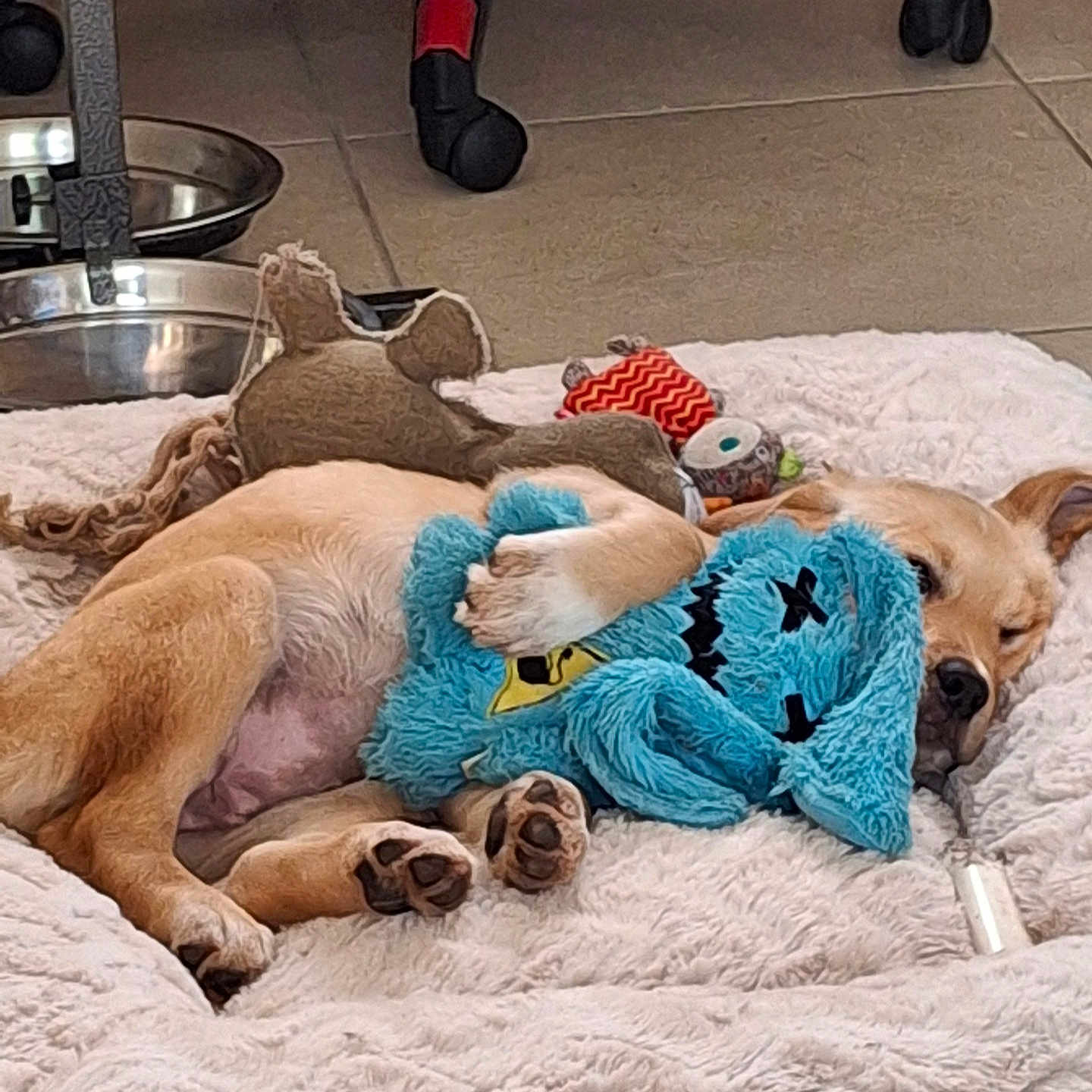 Lilo participe au concours pour gagner de l'argent avec cette photo : animal, blanket, canine, couch, cushion, dog, dogbed, furniture, goldenretriever, homedecor, hound, indoors, labradorretriever, lion, machine, person, pet, puppy, sleeping, wheel