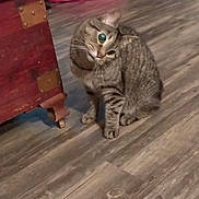 Tater is registered to the contest to win money with this photo: cat, tabby, wooden_floor, furniture, pink_pet_bed, indoor, curious, pet, animal, striped, whiskers, ears, flooring, domestic_cat, side_view, looking_up, small, cute, companion, home