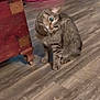 cat, tabby, wooden_floor, furniture, pink_pet_bed, indoor, curious, pet, animal, striped, whiskers, ears, flooring, domestic_cat, side_view, looking_up, small, cute, companion, home