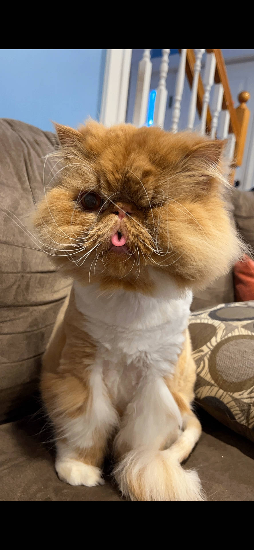 Pumpkin joined the competition — help win amazing prizes! animal, architecture, bodypart, building, canine, cat, couch, cushion, furniture, hardwood, homedecor, house, housing, indoors, mouth, person, pet, staircase, tongue, wood