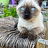 Léonard participe au concours pour gagner de l'argent avec cette photo : animal, blue_eyes, cat, chair, close_up, cute, feline, flower_pots, greenery, kitten, nature, outdoor, pet, plants, portrait, resting, siamese, wood, woven_chair, young_cat
