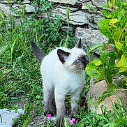 Léonard participe au concours pour gagner de l'argent avec cette photo : blue_eyes, cat, curious, feline, flowers, garden, grass, greenery, kitten, leaf, nature, outdoor, pet, plants, siamese, small_flower, sniffing, stone_wall, wild_plants, young_animal