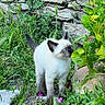 blue_eyes, cat, curious, feline, flowers, garden, grass, greenery, kitten, leaf, nature, outdoor, pet, plants, siamese, small_flower, sniffing, stone_wall, wild_plants, young_animal