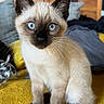 Léonard participe au concours pour gagner de l'argent avec cette photo : animal, blanket, blue_eyes, cat, close_up, cozy, curious, cute, domestic, ears, fur, home, indoor, pet, siamese_kitten, sitting, whiskers, wooden_furniture, yellow_surface, young_cat
