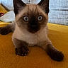 animal, cat, closeup, couch, cozy, curious, cute, domestic, ears, feline, fur, indoor, kitten, paws, pet, resting, siamese, wide_eyes, yellow_blanket, young