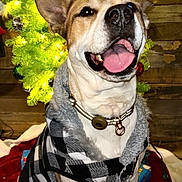 Ace joined the competition — help win amazing prizes! dog, christmas_tree, holiday, ornaments, decorations, black_and_white_jacket, pet_clothing, happy_dog, tongue_out, festive_hat, indoor, wooden_wall, christmas_lights, red_blanket, holiday_spirit, smiling, sitting, collar, celebration, cozy