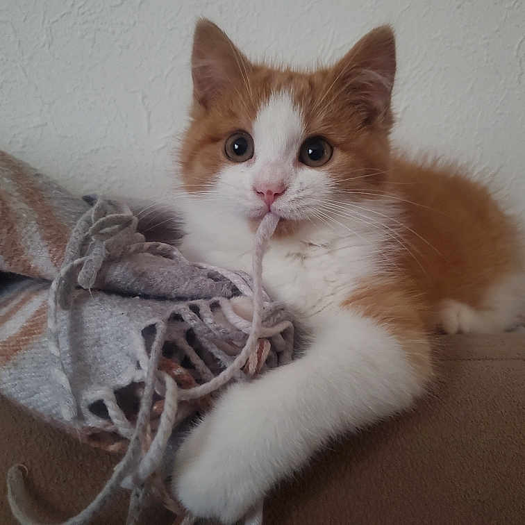 Opaline a rejoint le concours — aidez-le/la à gagner de superbes lots ! abyssinian, angora, animal, armchair, blanket, cat, chair, clothing, couch, furniture, hardwood, homedecor, kitten, knitwear, linen, manx, pet, siamese, sweater, wood