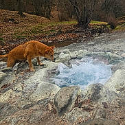Pin'S participe au concours pour gagner de l'argent avec cette photo : animal, autumn_leaves, bubbling_water, canine, curious, daytime, dog, earthy_colors, environment, forest, ground, hot_spring, landscape, nature, outdoor, rocks, stream, trees, water, wildlife
