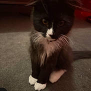 Batman joined the competition — help win amazing prizes! cat, tuxedo_cat, pet, whiskers, white_paws, fur, indoor, carpet, sitting, close_up, portrait, curious, collar, black_fur, white_marking, feline, paws, low_light, blurry, cute