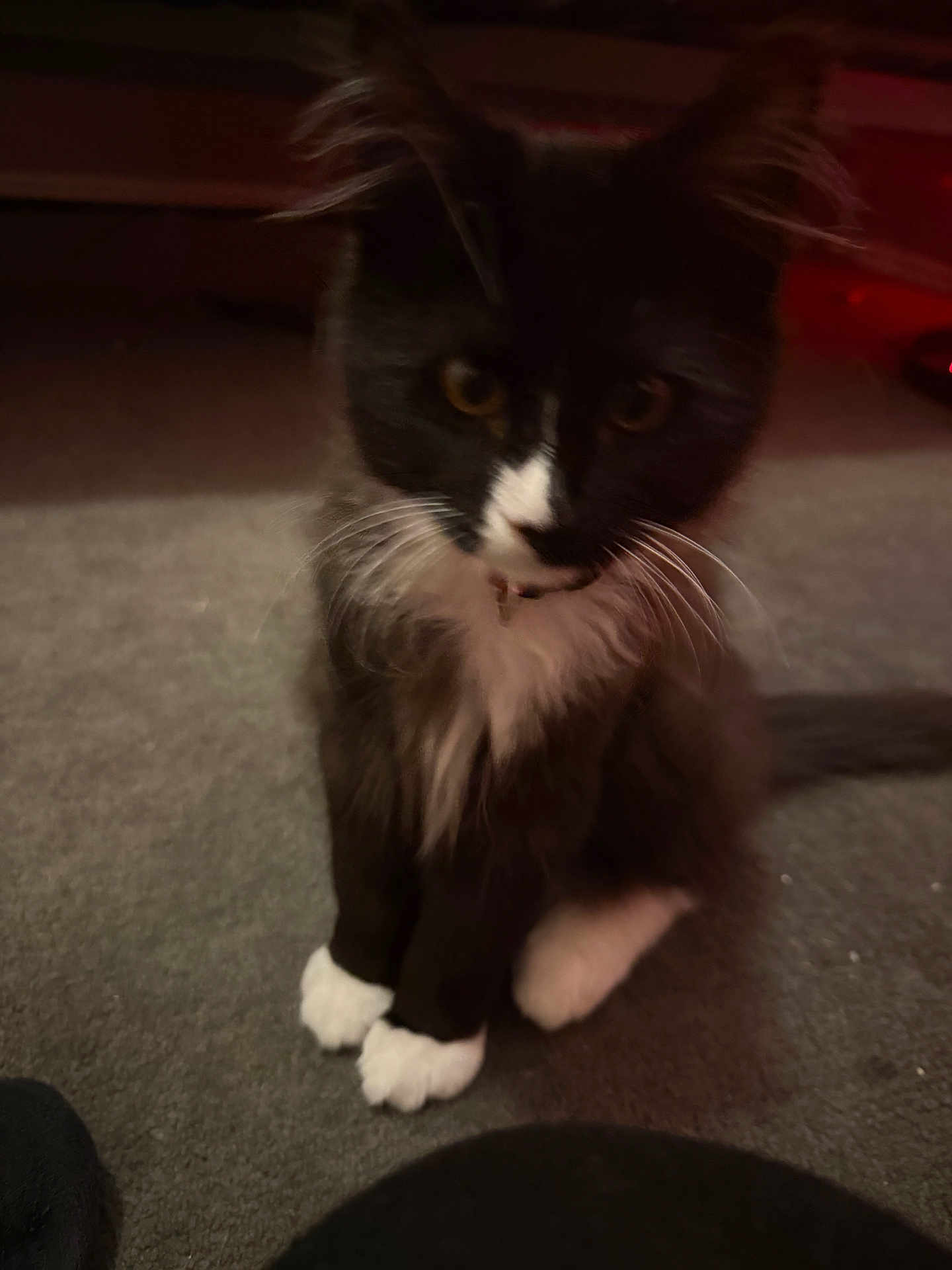 Batman joined the competition — help win amazing prizes! cat, tuxedo_cat, pet, whiskers, white_paws, fur, indoor, carpet, sitting, close_up, portrait, curious, collar, black_fur, white_marking, feline, paws, low_light, blurry, cute