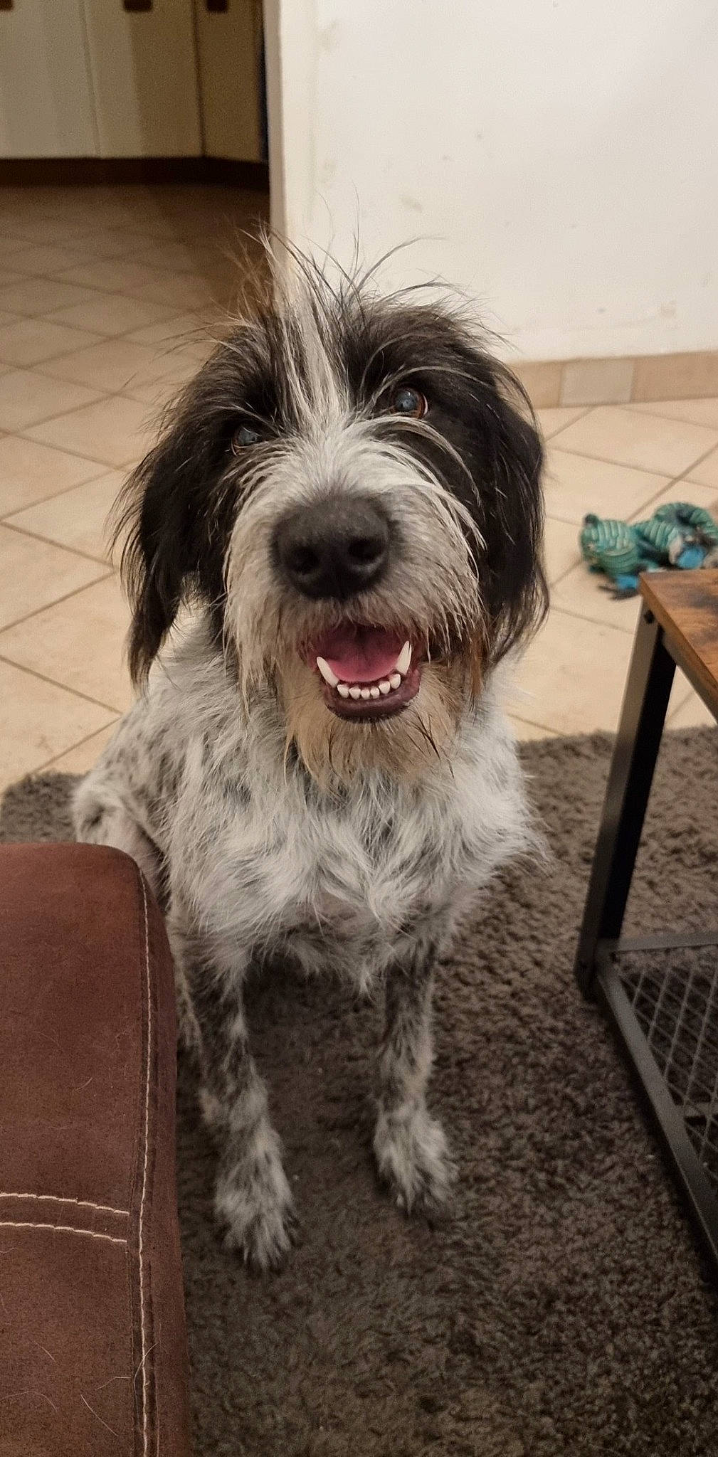 Siska participe au concours pour gagner de l'argent avec cette photo : biewer_terrier, canidae, carnivore, companion_dog, dog, dog_breed, flooring, fur, liver, maltepoo, shih_poo, small_terrier, snout, sporting_group, terrier, toy_dog, water_dog, wood, working_animal, yorkipoo