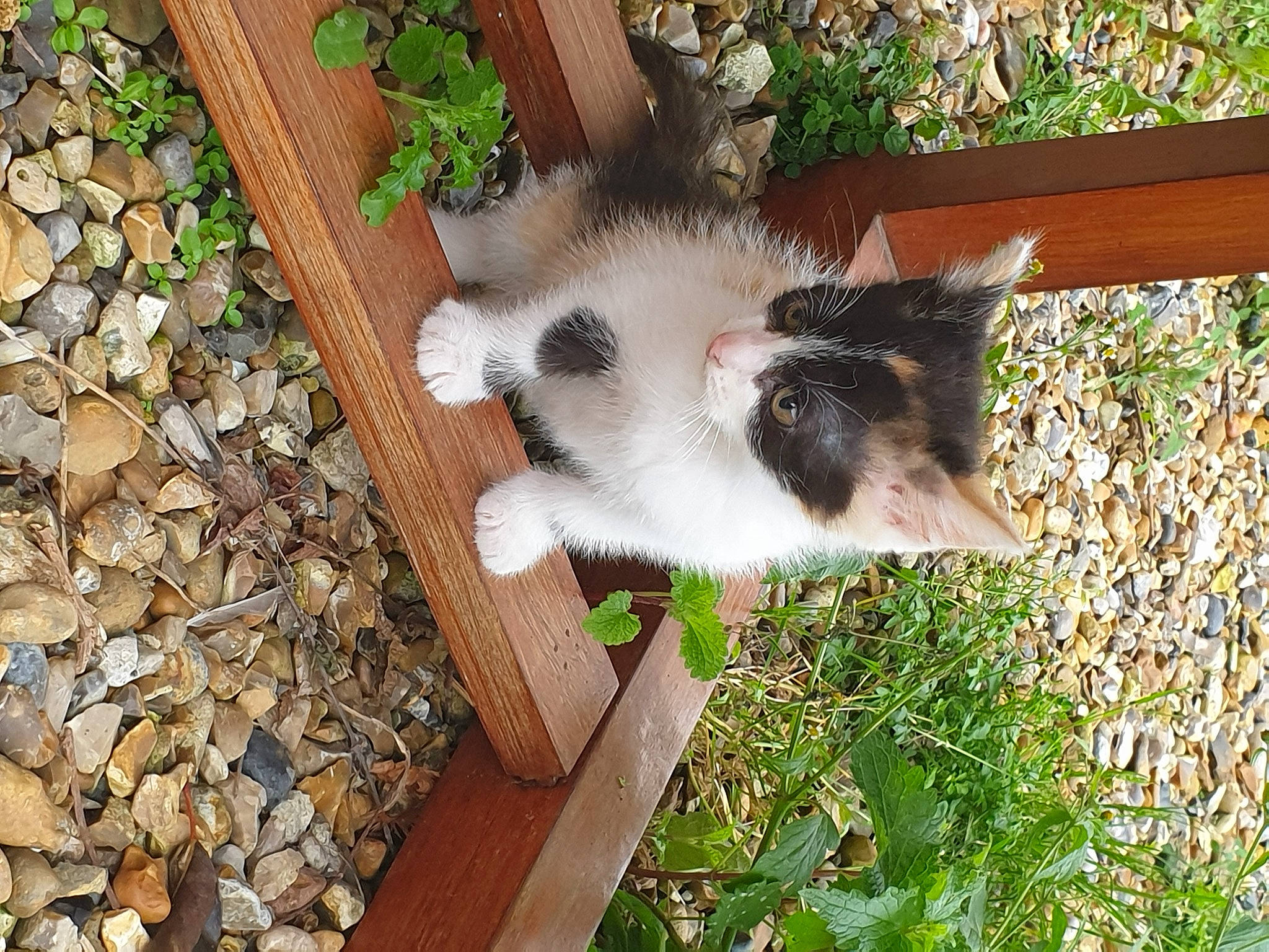 Paulice a rejoint le concours — aidez-le/la à gagner de superbes lots ! australian_shepherd, canidae, carnivore, dog_breed, fawn