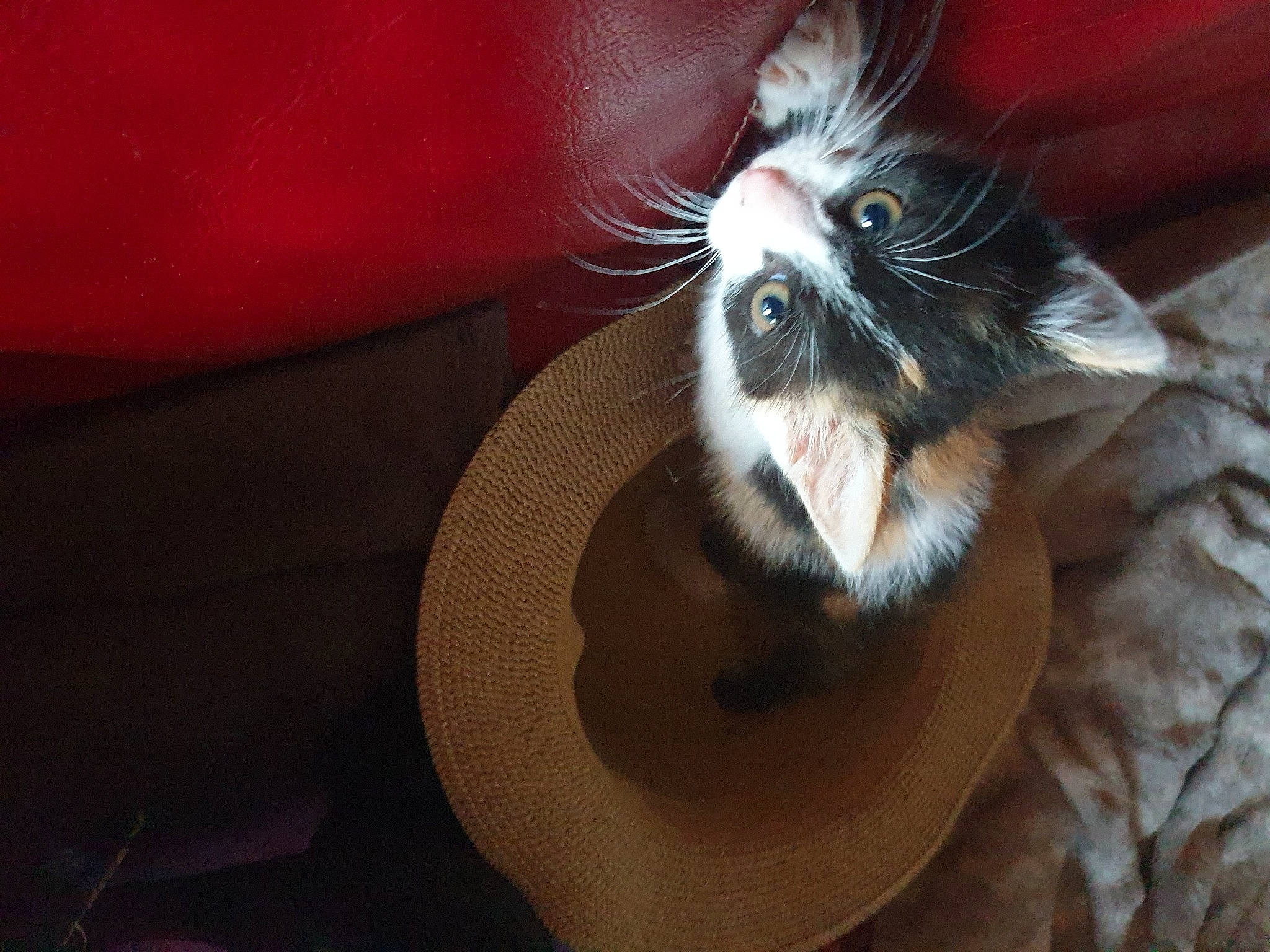 Paulice a rejoint le concours — aidez-le/la à gagner de superbes lots ! canidae, carnivore, cat, ear, fur, snout, whiskers