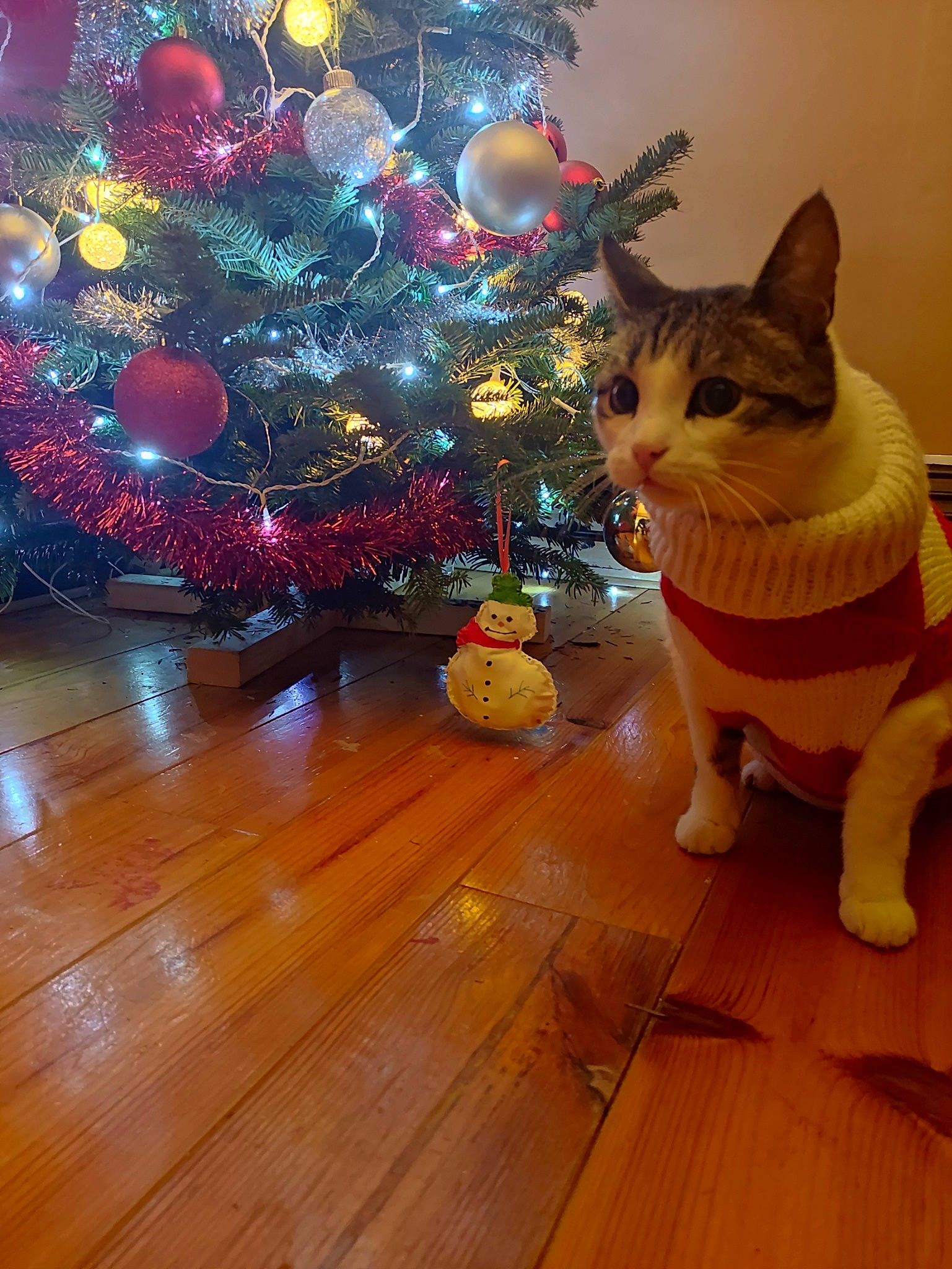 Donatello participe au concours pour gagner de l'argent avec cette photo : carnivore, cat, christmas_decoration, christmas_ornament, christmas_tree, event, fawn, felidae, flooring, hardwood, holiday, holiday_ornament, laminate_flooring, light, ornament, small_to_medium_sized_cats, tail, varnish, whiskers, wood